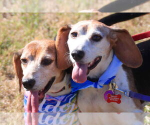 Beagle Dogs for adoption in Tampa, FL, USA