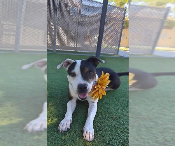 Medium Photo #2 Mutt Puppy For Sale in Downey, CA, USA