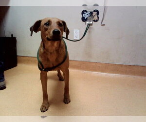 Labrador Retriever-Unknown Mix Dogs for adoption in Martinez, CA, USA