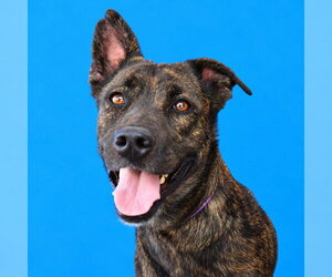 Holland Shepherd Dogs for adoption in Pasadena, CA, USA
