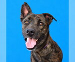 PHOENIX - Female Holland Shepherd Dog for Adoption - Small photo