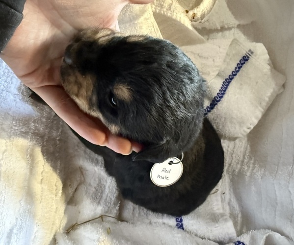 Medium Photo #2 Bernese Mountain Dog-Unknown Mix Puppy For Sale in KIRKSVILLE, MO, USA