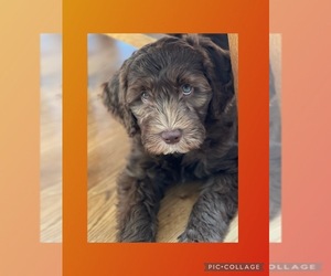 Australian Labradoodle Puppy for sale in Stockport, Greater Manchester (England), United Kingdom