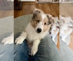 Small #7 Shetland Sheepdog