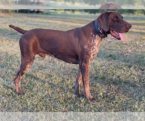 Father of the German Shorthaired Pointer puppies born on 11/04/2022