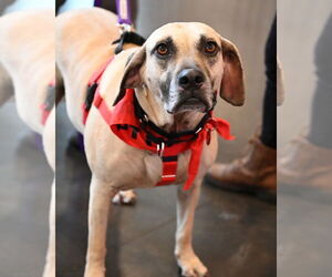 Black Mouth Cur-Unknown Mix Dogs for adoption in Wakefield, RI, USA
