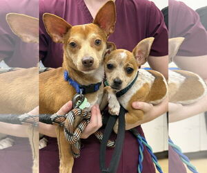 Chihuahua-Unknown Mix Dogs for adoption in Royal Palm Beach, FL, USA