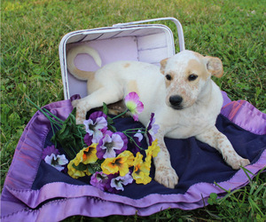 Box heeler Puppy for sale in RANGER, GA, USA