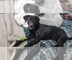 Small #1 Labrador Retriever Mix
