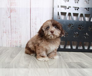 ShihPoo Puppy for sale in MARIETTA, GA, USA