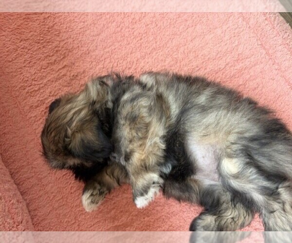 Medium Photo #7 Shih Tzu Puppy For Sale in S ZANESVILLE, OH, USA