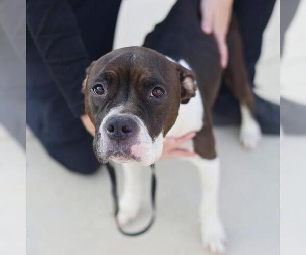 Medium Photo #1 American Staffordshire Terrier-Unknown Mix Puppy For Sale in San Antonio, TX, USA