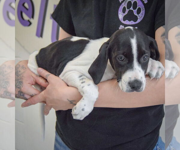 Medium Photo #3 Beagle-Brittany Mix Puppy For Sale in Huntley, IL, USA