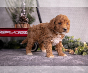 Goldendoodle (Miniature) Litter for sale in WOLCOTTVILLE, IN, USA