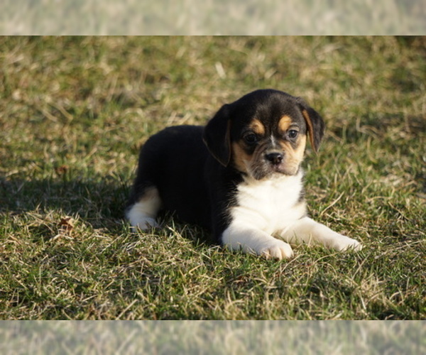Medium Photo #4 Puggle Puppy For Sale in FREDERICKSBG, OH, USA