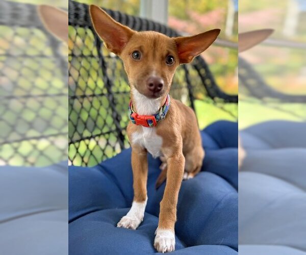 Medium Photo #11 Chihuahua-Unknown Mix Puppy For Sale in Arlington, VA, USA