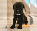 Puppy Puppy 6 Cane Corso