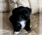 Puppy Puppy 4 Shih Tzu
