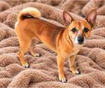 Arlo - Male Chihuahua-Unknown Mix Dog for Adoption - Small photo