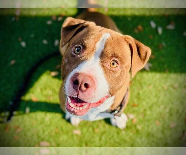 Medium Photo #3 American Pit Bull Terrier Puppy For Sale in Orlando, FL, USA