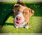 Small #2 American Pit Bull Terrier
