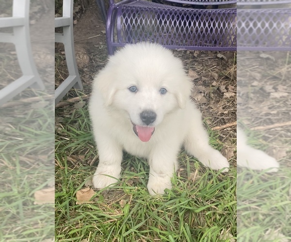 Medium Photo #1 Great Pyrenees Puppy For Sale in DE PERE, WI, USA