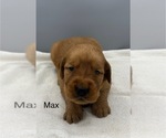 Small #2 Golden Retriever