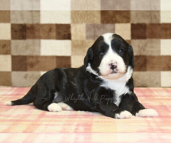 Medium Photo #5 Bernedoodle (Miniature)-Cavapoo (Miniature) Mix Puppy For Sale in DENVER, PA, USA