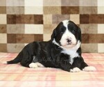 Small #4 Bernedoodle (Miniature)-Cavapoo (Miniature) Mix