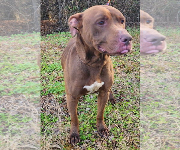 Medium Photo #3 American Pit Bull Terrier-Unknown Mix Puppy For Sale in Wetumpka, AL, USA