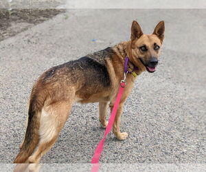Sassy Pants - Female Mutt Dog for Adoption - Photo #6
