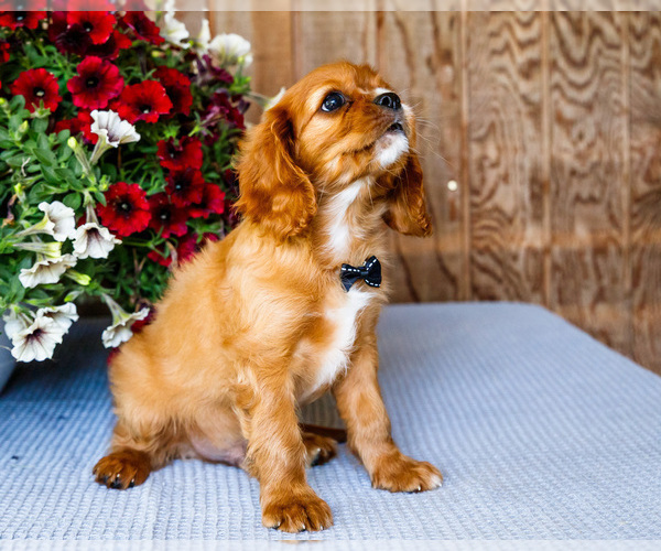 Medium Photo #13 Cavalier King Charles Spaniel Puppy For Sale in WAKARUSA, IN, USA