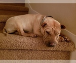 Small Photo #1 Chinese Shar-Pei Puppy For Sale in DIXON, CA, USA