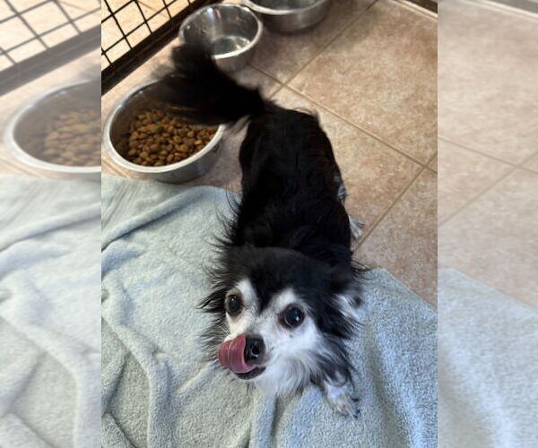 Medium Photo #3 Chihuahua Puppy For Sale in Osgood, IN, USA