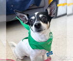 Small #5 Chihuahua Mix