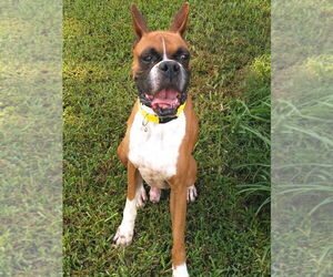 Boxer Dogs for adoption in Katy, TX, USA