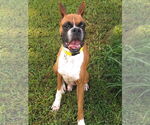 Small Boxer