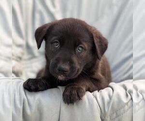 Mutt Dogs for adoption in San Diego, CA, USA