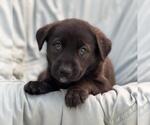 Chess Pup - Gambit - Female Mutt Dog for Adoption - Small photo