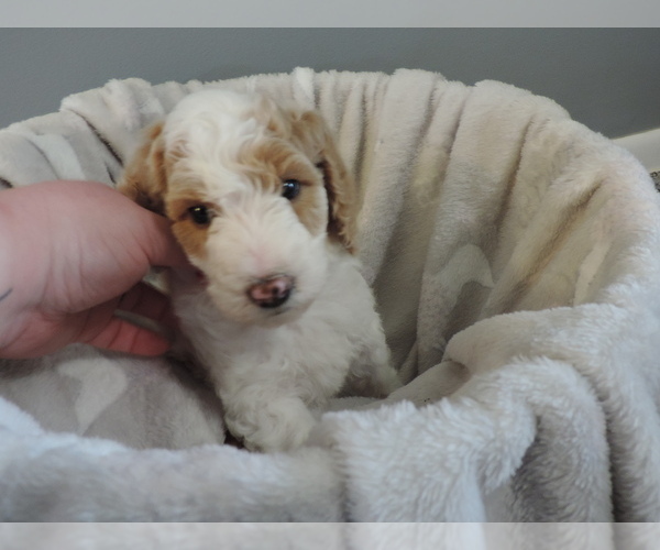 Medium Photo #6 Poodle (Standard) Puppy For Sale in SUNBURY, OH, USA