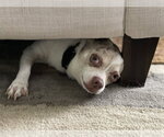 Small Photo #2 Chihuahua-Unknown Mix Puppy For Sale in St. Louis Park, MN, USA