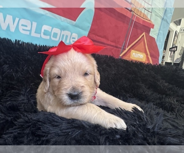 Medium Photo #6 Golden Retriever Puppy For Sale in ORLANDO, FL, USA