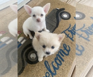 Chihuahua Puppy for sale in WILMINGTON, NC, USA