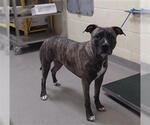 Small American Pit Bull Terrier