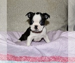 Small Photo #1 Boston Terrier Puppy For Sale in NANTY GLO, PA, USA