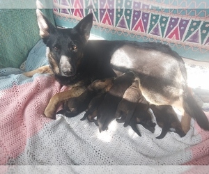 Mother of the German Shepherd Dog puppies born on 04/24/2025