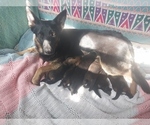 Small Photo #1 German Shepherd Dog Puppy For Sale in MOUNTAIN LAKE, MN, USA