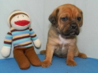 Small Photo #3 Puggle Puppy For Sale in WARSAW, NY, USA