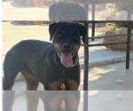 Small #5 Rottweiler