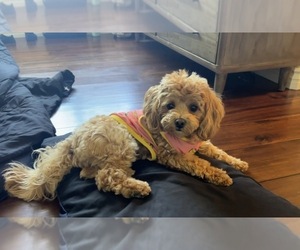 Mother of the Maltipoo (Toy) puppies born on 10/06/2026